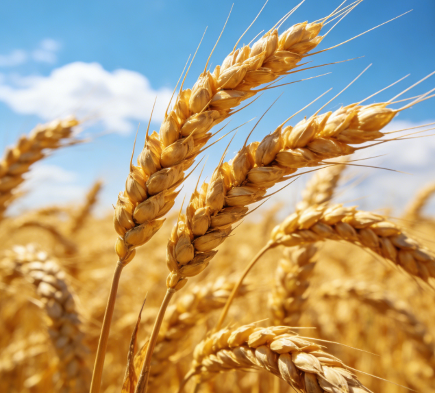 基層糧站缺專業(yè)設(shè)備？LD-LZ1熒光定量檢測儀操作簡單易上手